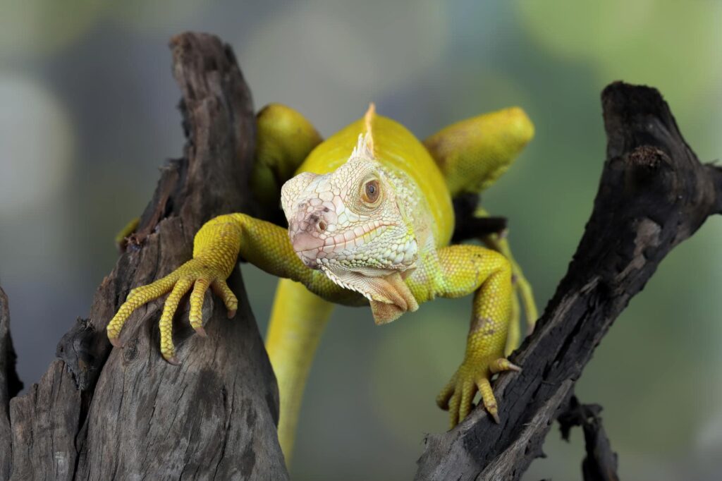 actividad educativa reptiles colegios andalucia