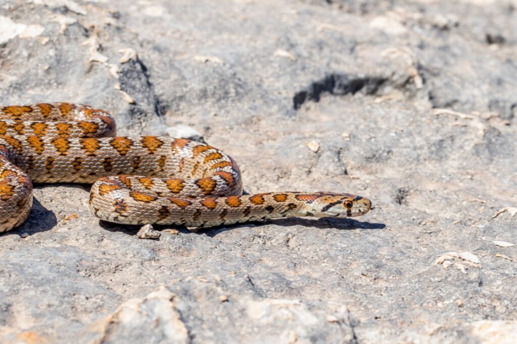 plan familiar con niños en cadiz reptiles