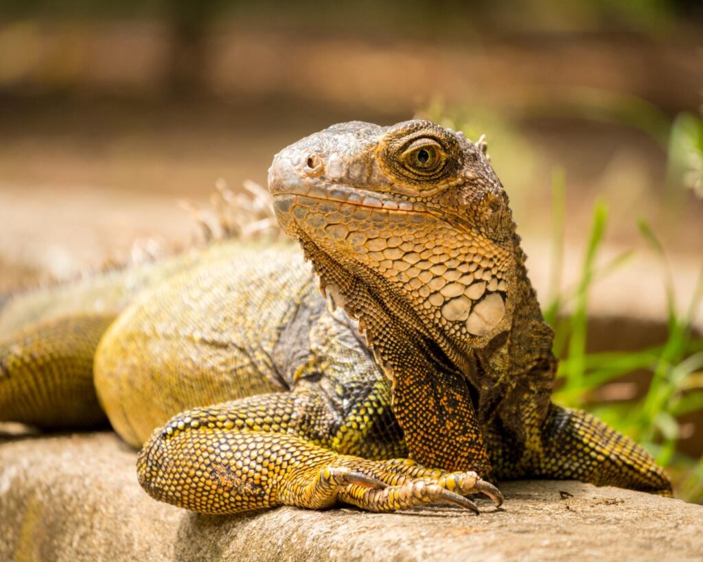 que es un reptilario educativo en cadiz