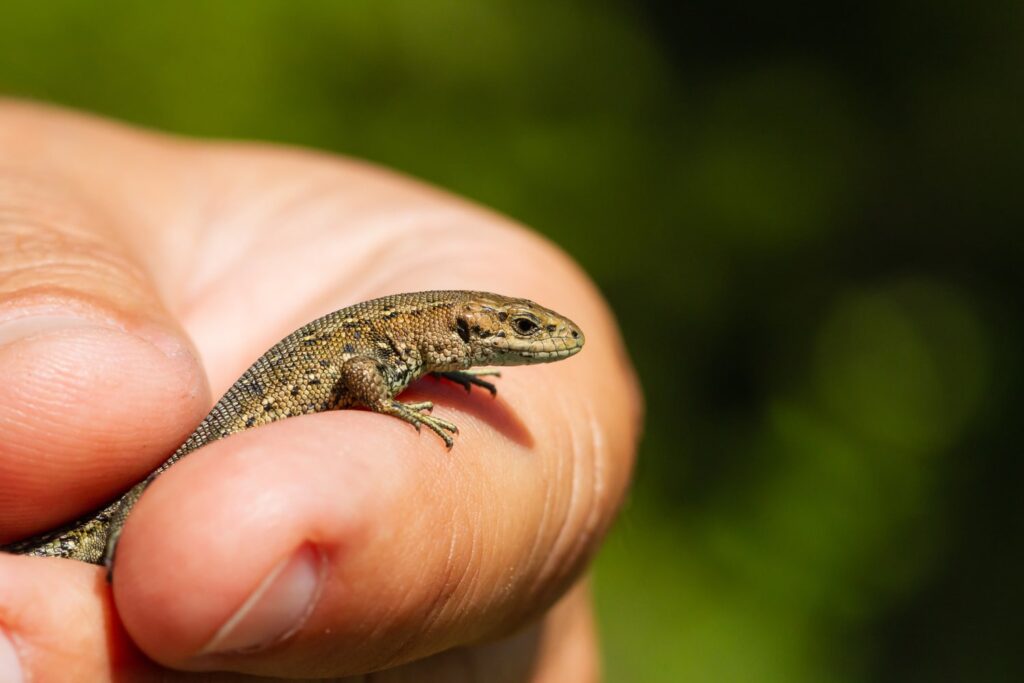 visita guiada reptiles para niños cadiz