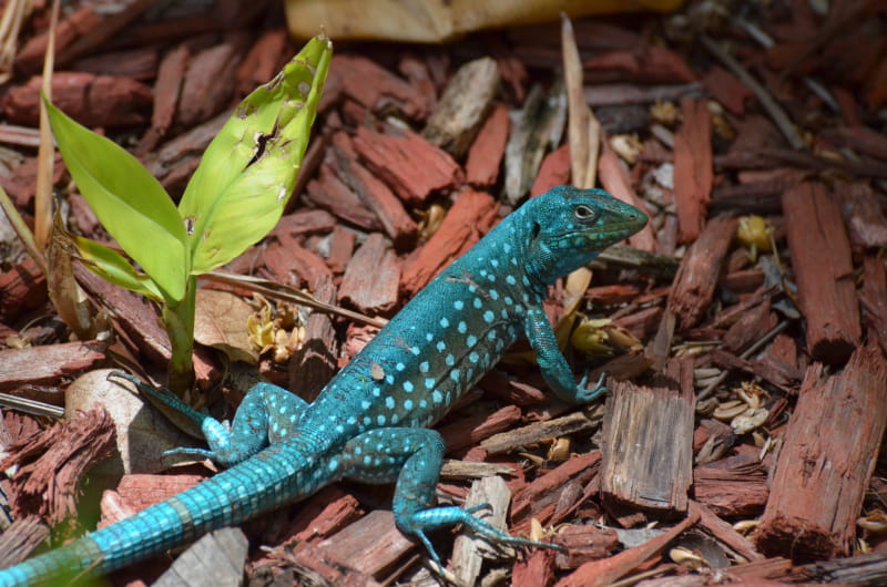 Visita guida en reptiliario en conil el colorado