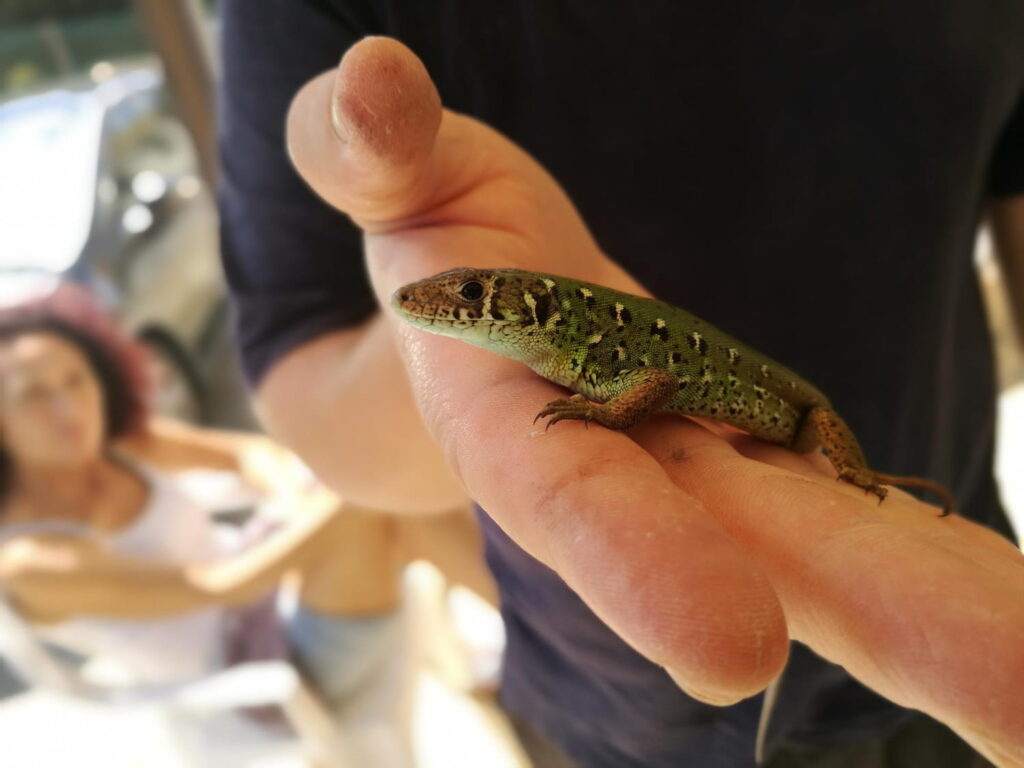 conocer reptiles en experiencia guiada