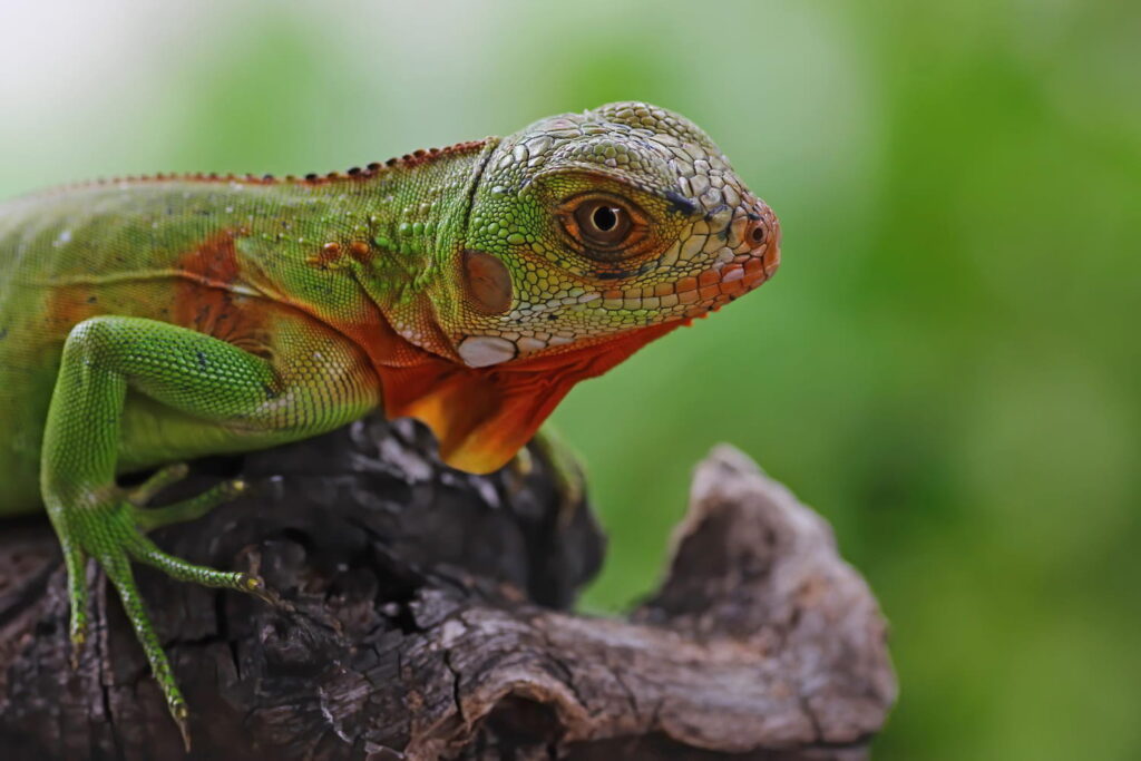 experiencia educativa con reptiles en conil