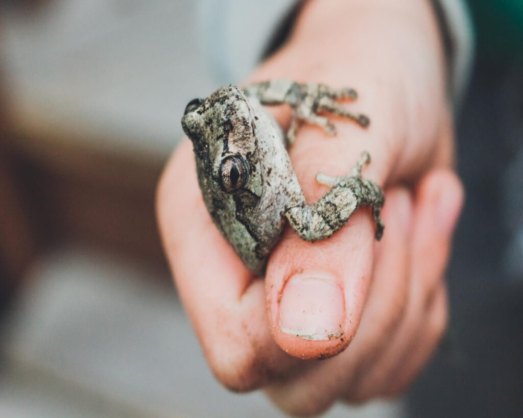 explicacion de reptiles en visita guiada